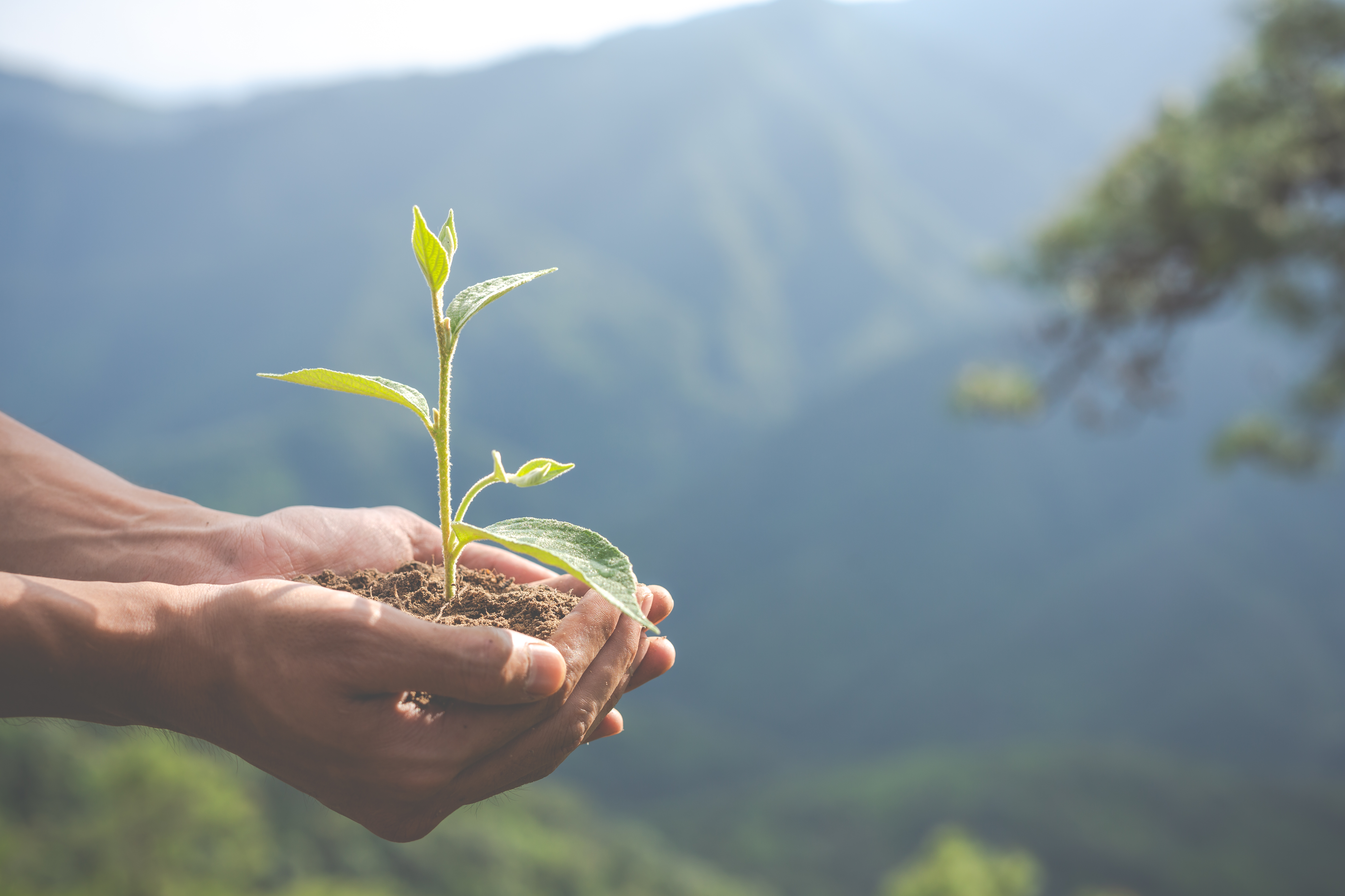 Sustentabilidade FR&C